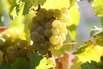 Luxusherberge am Fuße des Soave Berg am Gardasee