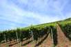 Gardasee: Weinlese mit dem Rad