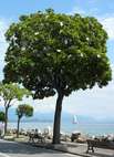 Manerba del Garda