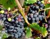 Weinmesse in Verona 2011