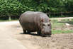 Zoo Safari in Pastrengo