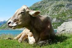 Patenschaften für Kühe am Gardasee