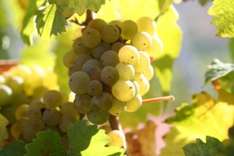 Luxusherberge am Fuße des Soave Berg am Gardasee