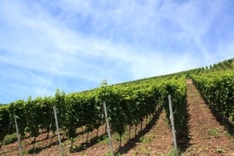 Gardasee: Weinlese mit dem Rad