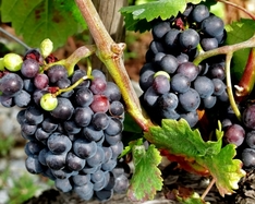 Weinmesse in Verona 2011