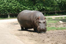 Zoo Safari in Pastrengo