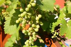 Valpolicella