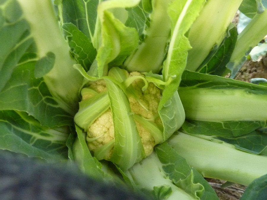 Brokkoli aus Torbole