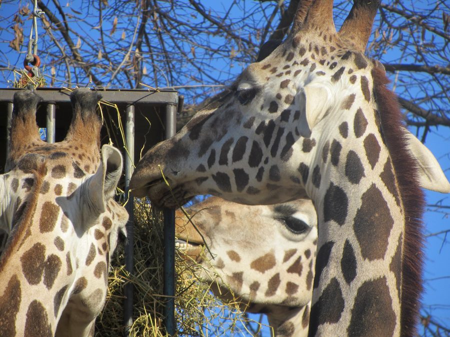 Giraffen im Parco Natura Viva
