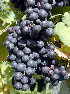 Rotwein aus Bardolino